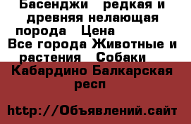 Басенджи - редкая и древняя нелающая порода › Цена ­ 50 000 - Все города Животные и растения » Собаки   . Кабардино-Балкарская респ.